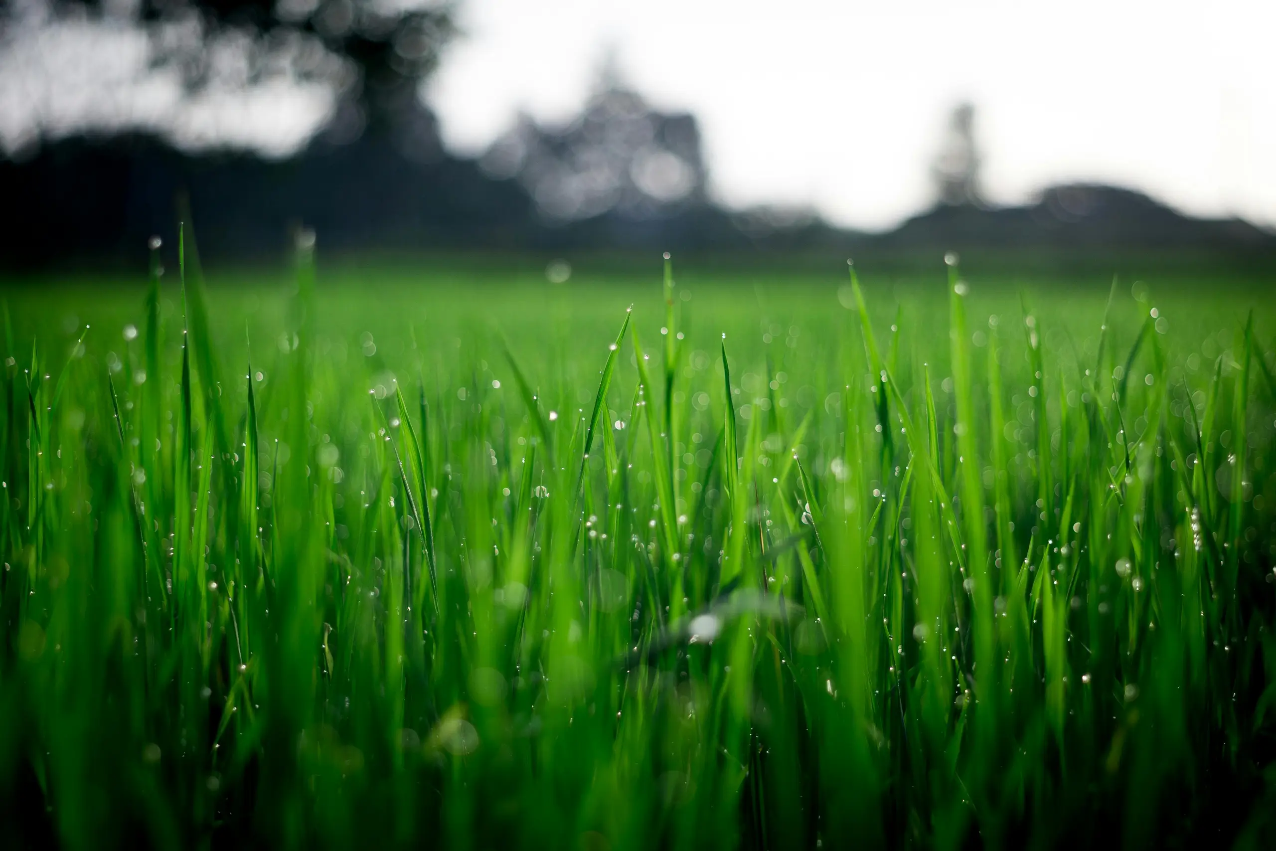 grass on a lawn